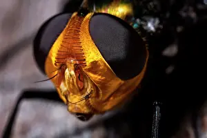 Quadripunctata: close up of a Golden Head Rutilia Fly (Rutilia quadripunctat