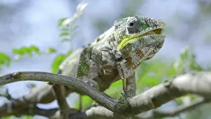 Lick: Close up of ?hameleon sits on a tree branch, lic