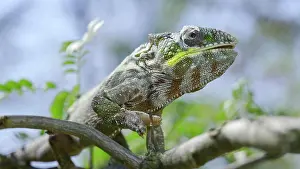 Lick: Close up of ?hameleon sits on a tree branch, lic
