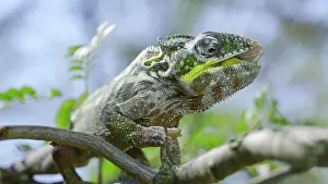 Lick: Close up of ?hameleon sits on a tree branch, lic