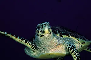 Hawksbill: Close up of hawksbill turtle, or eretmochelys