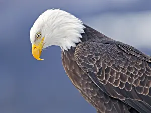 Focused: Close up Head shot of mature Bald Eagle watching