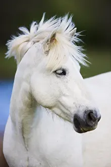 Camarguais: Close up of head of a White Camargue horse Camargue