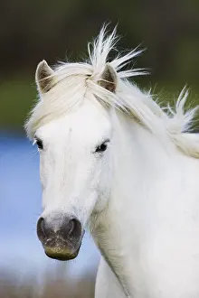 Camarguais: Close up of head of a White Camargue horse Camargue