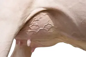 Prim: Close up of Holstein cow udder in the studio