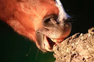 Andy Teare: Close up of a horse wind sucking