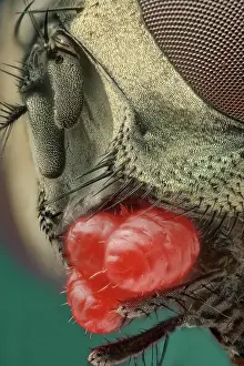 Mite: A close up of a or house fly (Musca domestica) s