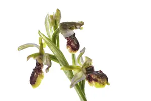 Close Up: Close up of inflorescence of early spider orchid (Ophrys sphegodes) on the white background