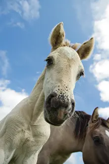 Gazing: Horse
