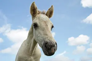 Gazing: Horse