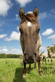 Konik: Horse
