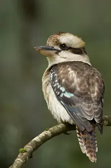 Release: Close up of Kookaburra, Tasmania, Australia