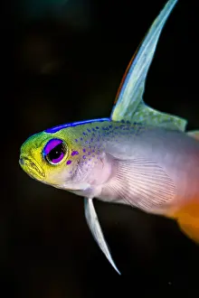 Magnifica: Close left side view Fire Dartfish (Nemateleotris