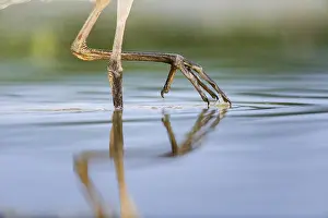 Ardeidae: Close up of legs of Grey Heron (Ardea cinerea)