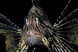 Swimmer: Close up of Lionfish
