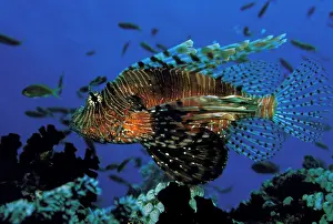 Swimmer: Close up of Lionfish