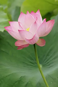 Nelumbo: Close up of Lotus flower, (Nelumbo nucifera)