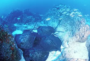 Rays: Close up of male marbled rays pursuing female