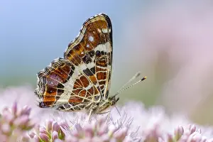 Eupatorium: Close up of Map Butterfly (Araschnia levana) on