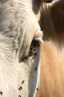 Montbeliardes: Close up of Montbeliard cow with flies France