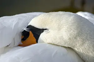 Rest: Close up of Mute Swan (Cygnus olor) sleeping with