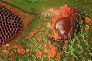 Compound: A close up of a Nezara viridula, showing a ocell