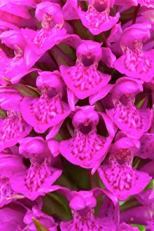 Borders: Close up of Northern Marsh Orchid (Dactylorhiza