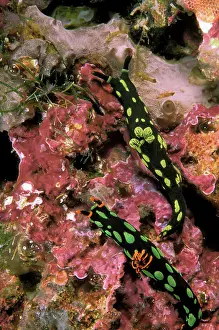 Lemon: Close up of nudibranch