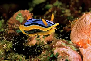 Chromodoris: Close up of Nudibranch, or chromodoris elizabethina