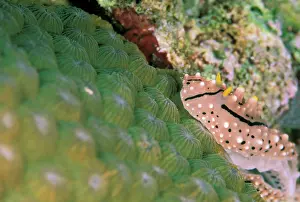 Multicolor: Close up of Nudibranch on hardcoral