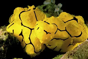 Minor: Close up of nudibranch, or notodoris minor