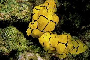 Minor: Close up of nudibranch, or notodoris minor