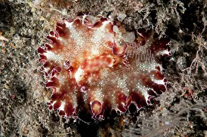 Discodoris: Close up of Nudibranch species