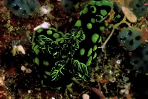 Nudibranchs: Close up of nudibranchs