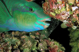 Cocoon: Close up of Parrotfish in cocoon