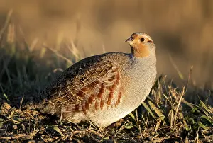 Partridge: Close Up Partridge Evening Light Saskatchewan Canada