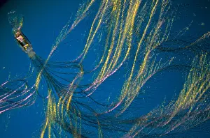 Barb: Close up of Peacock feather