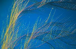Peafowl: Close up of Peacock feather