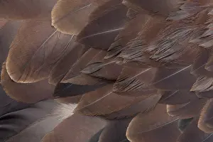 Leucocephalus: close up of plumage of a Bald Eagle (Haliaeetus