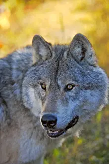 Timber: Close up portrait of beutiful Timber Wolf watching