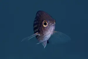 Chromis: Close up portrait of a Chromis