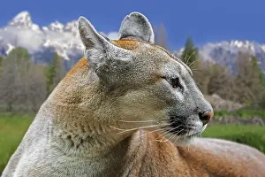 Tomcat: Close up portrait of cougar, puma, mountain lion