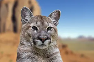Panther: Close up portrait of cougar, puma, mountain lion