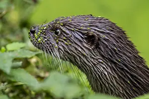 Duckweed: Close up portrait of European River Otter (Lutra