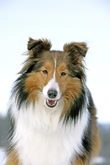 Dogbreed: Close up portrait of Shetland Sheepdog standing