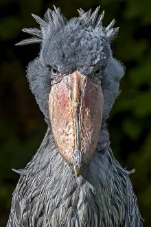 Strange: Close up portrait of shoebill, whalehead, shoe-billed
