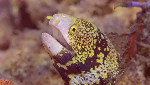 Moray: Close up portrait of Snowflake moray (Echidna ne