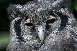 Recover: Close up portrait of Verreaux's eagle-owl (Bubo