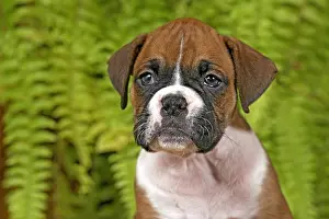 Boxer: Close up Portrait of eight week old German Boxer