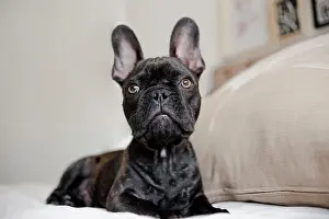 Luck: close up pretty little french bulldog